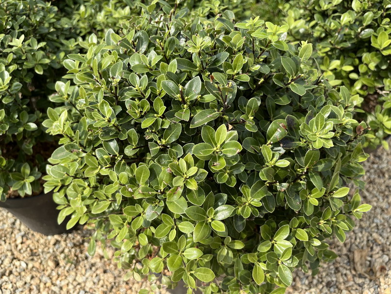 PITTOSPORUM tenuifolium Golf Ball