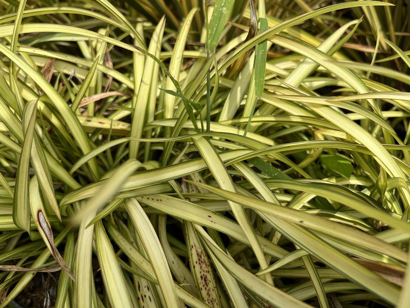 PHORMIUM Blondie ®