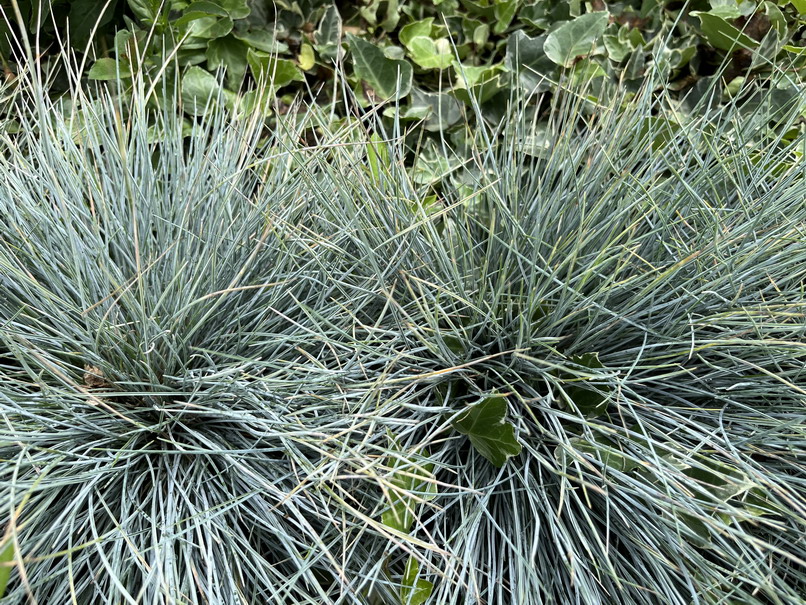 FESTUCA glauca Elijah Blue