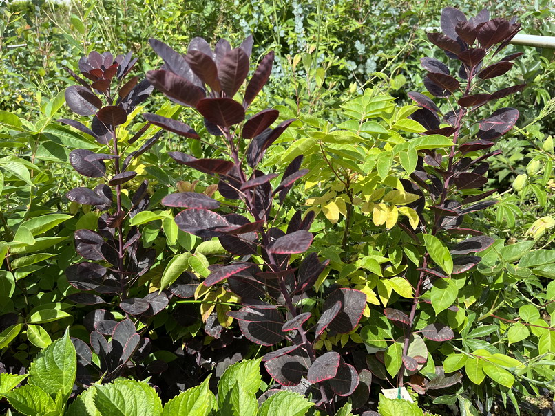 COTINUS coggygria Royal Purple