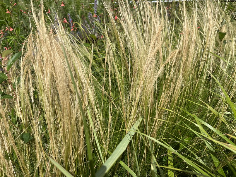STIPA tenuifolia