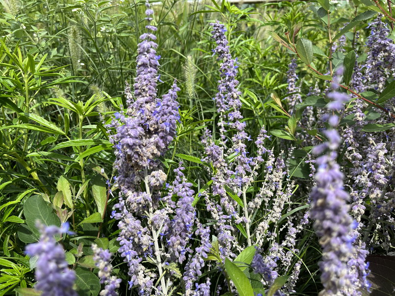 PEROVSKIA atriplicifolia Lacey Blue ®