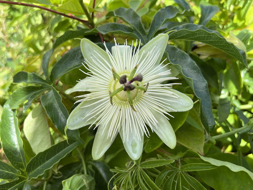 PASSIFLORA caerulea Constance Elliot