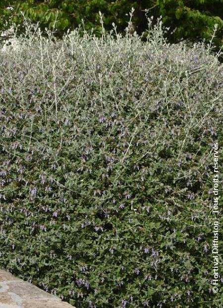 POTENTILLA fruticosa Bellissima ®