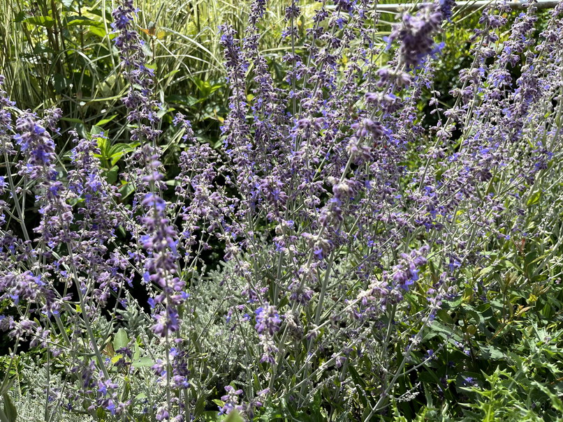 PEROVSKIA atriplicifolia Little Spire ®