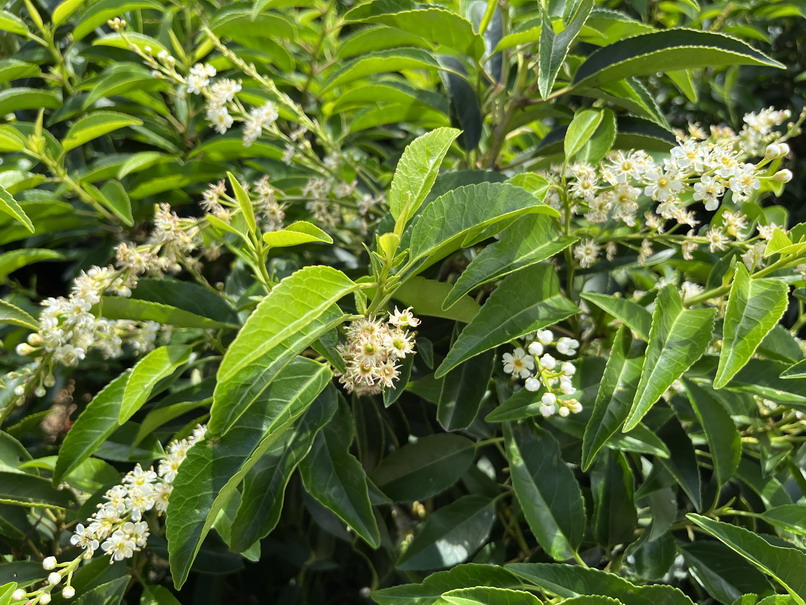 PRUNUS lusitanica Myrtifolia