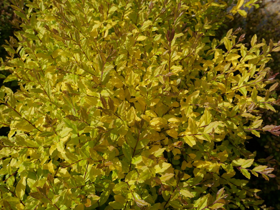 LIGUSTRUM ovalifolium Lemon and Lime : feuillage de printemps. Nº6962