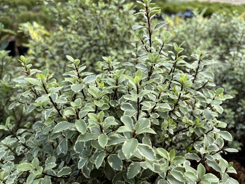 PITTOSPORUM tenuifolium Victoria