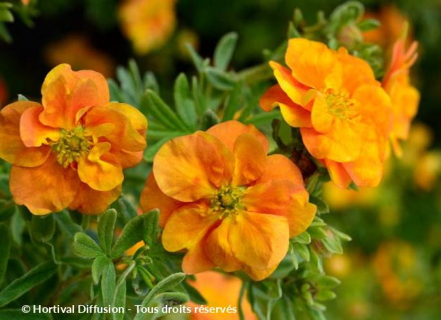 POTENTILLA fruticosa Double Punch Tango ®