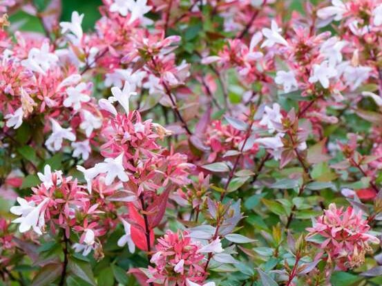 ABELIA zanderi Little Richard