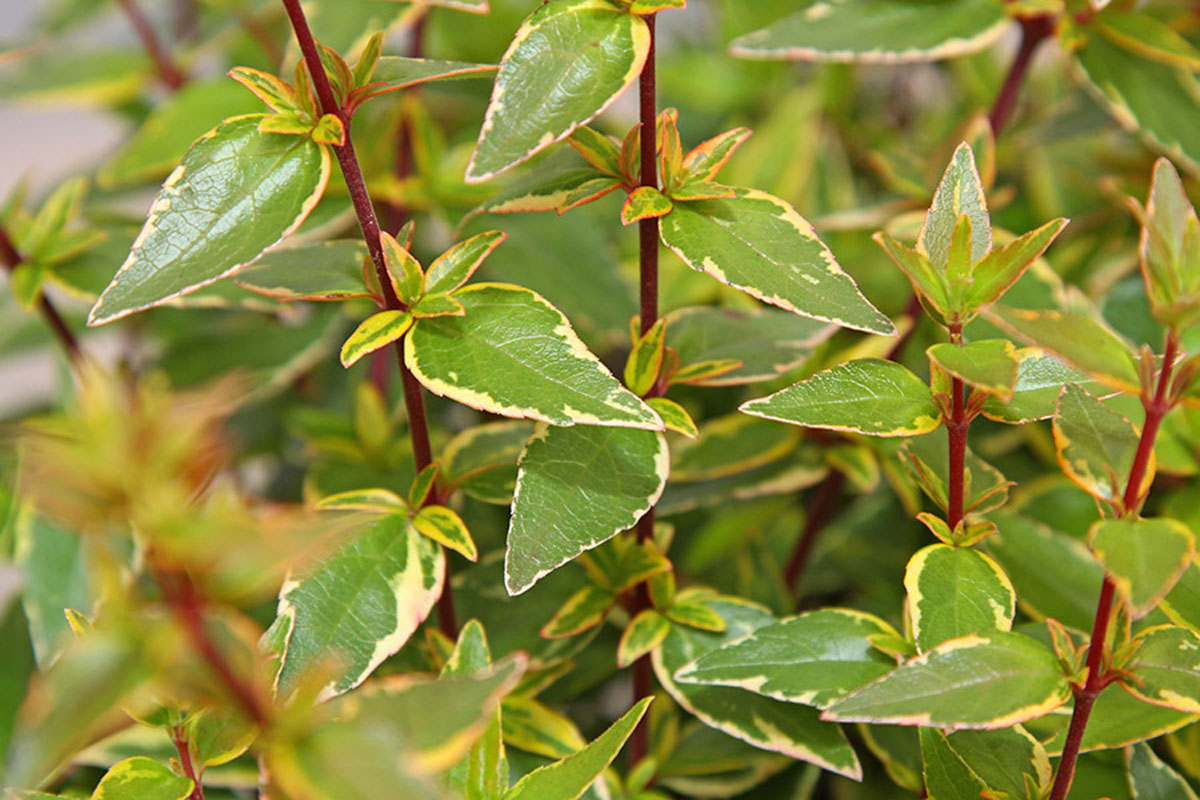 ABELIA x.grandiflora Happy Daydream ®