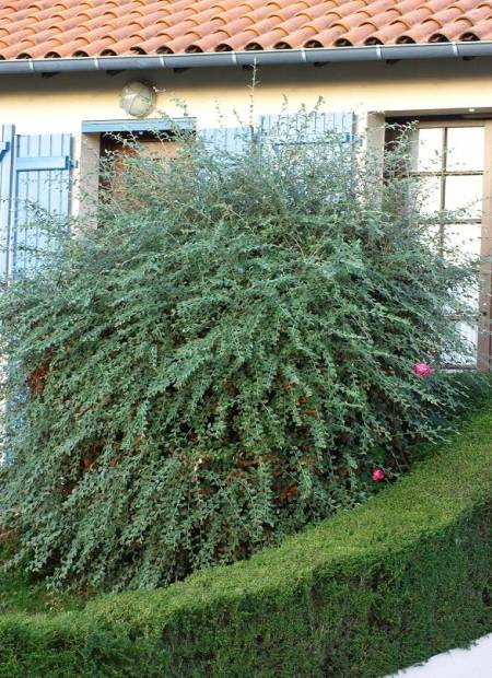 COTONEASTER franchetii