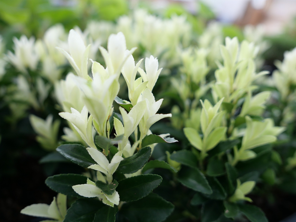 EUONYMUS japonicus Paloma Blanca ®