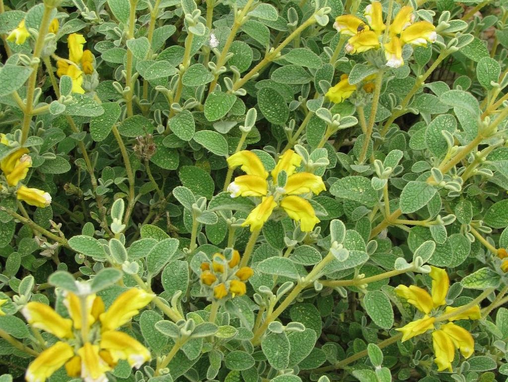 PHLOMIS lanata