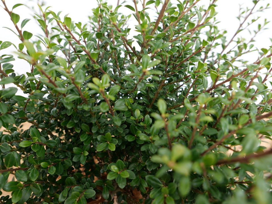 ILEX crenata Glory Dwarf ®