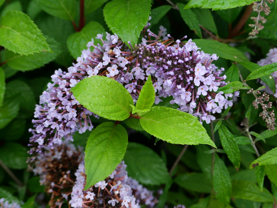 BUDDLEJA davidii Wisteria Lane ®