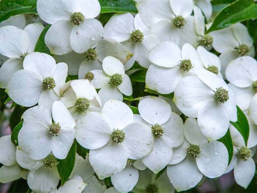 CORNUS angustata Empress of China