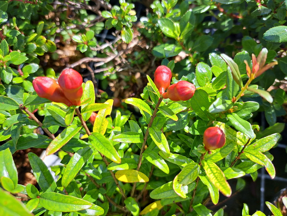 PUNICA granatum Nana Racemosa