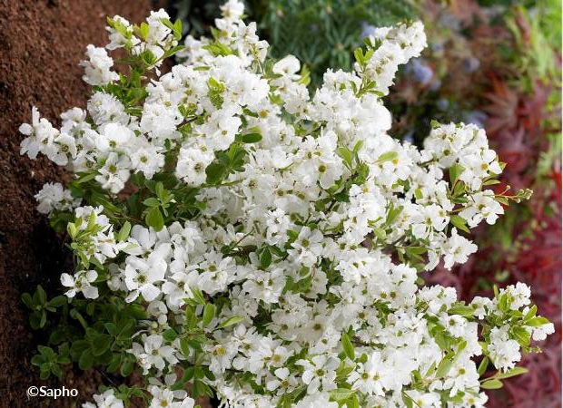 EXOCHORDA racemosa Niagara ®