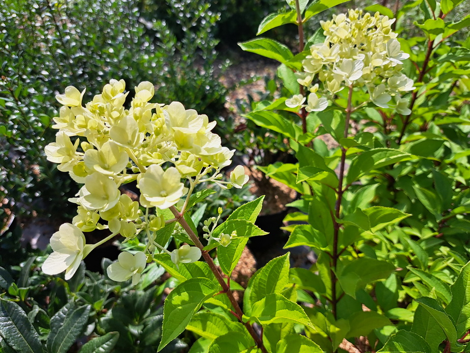 HYDRANGEA paniculata Hercules