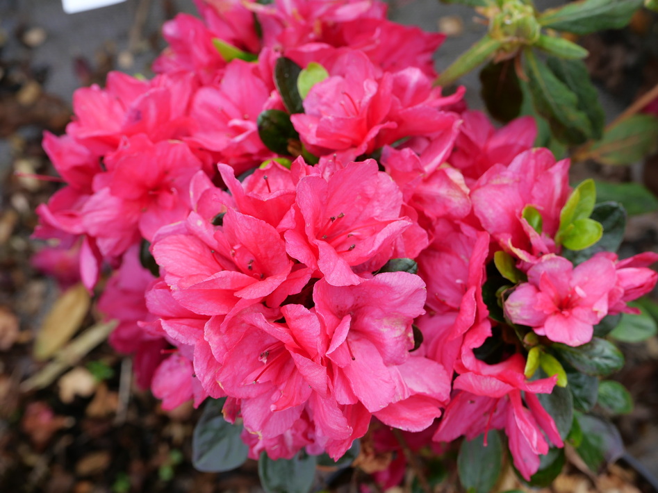 AZALEA japonaise Nazarena