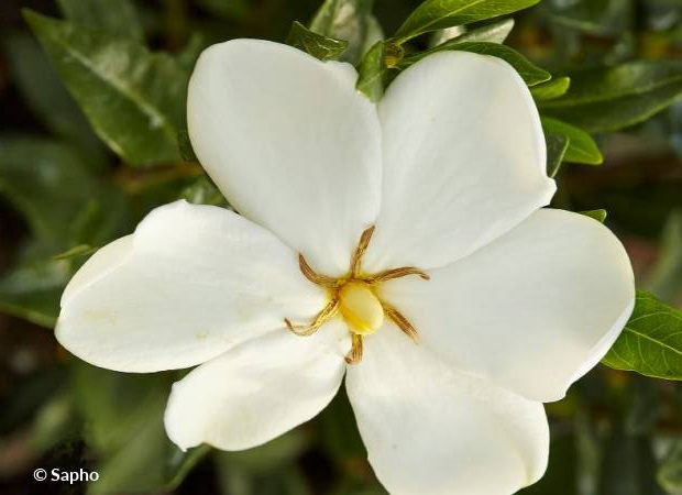 GARDENIA jasminoides Sweet Heart