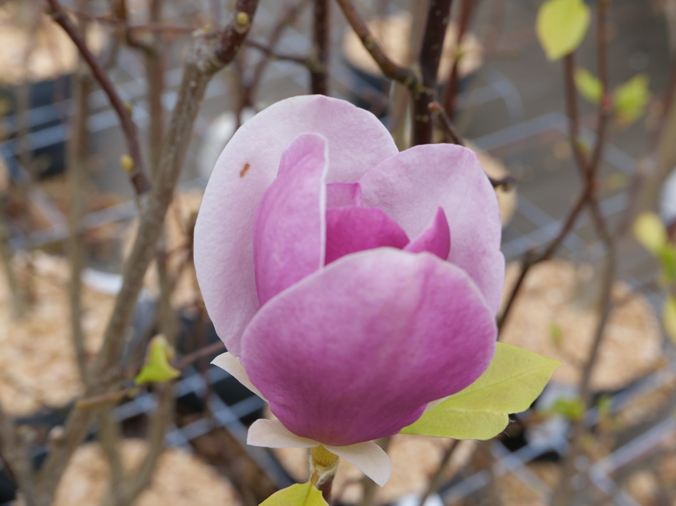 MAGNOLIA x.soulangeana Cameo ®