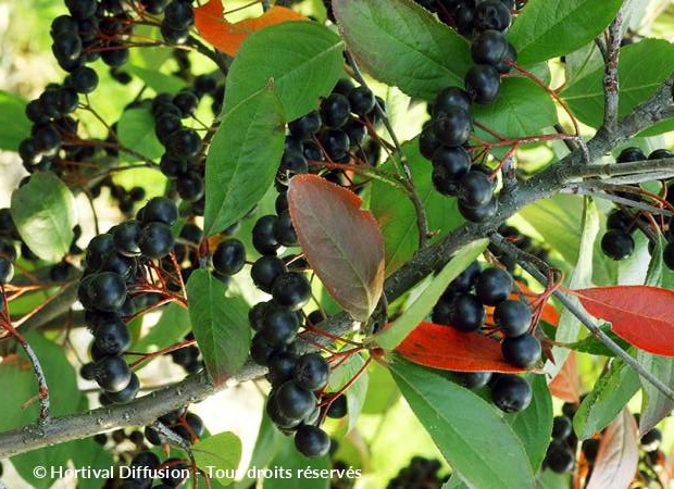 ARONIA x.prunifolia Nero