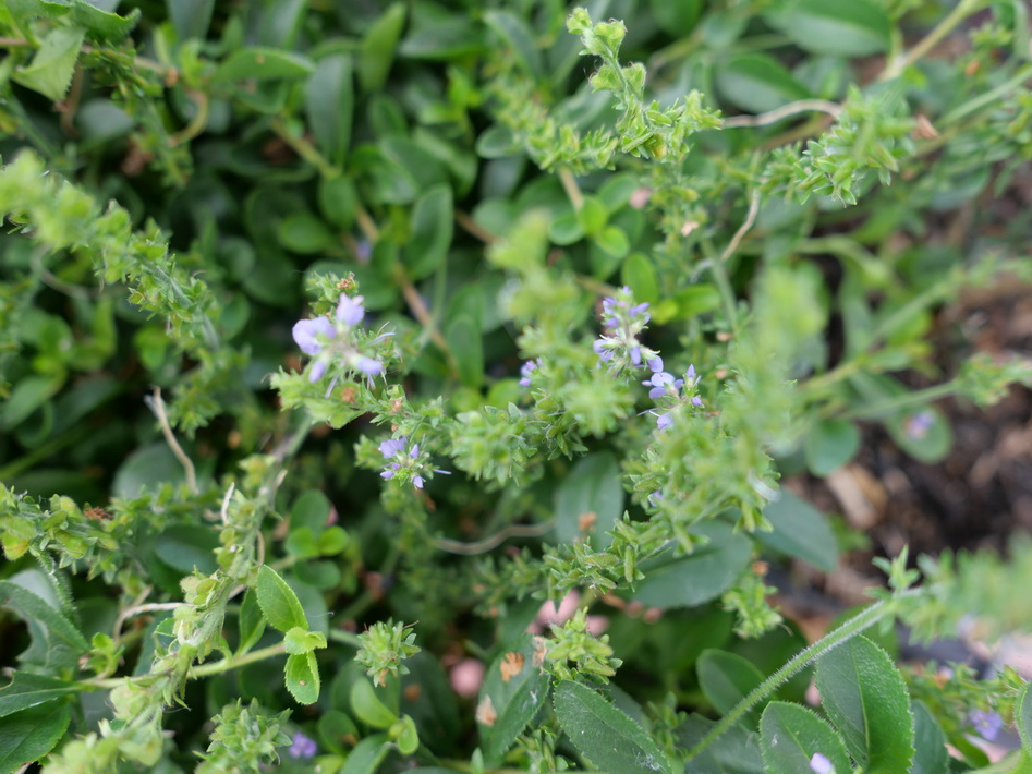 PARAHEBE catarractae Blue Form