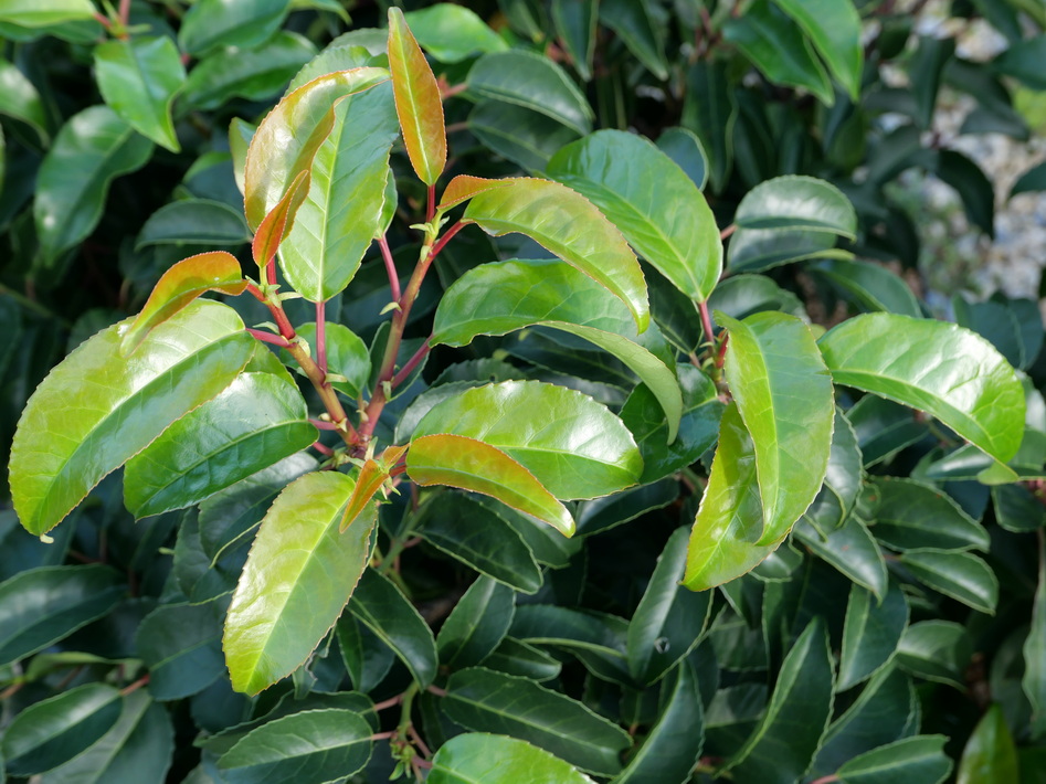 PRUNUS lusitanica Azorica Tico ®