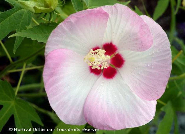 HIBISCUS moscheutos Fujin ®