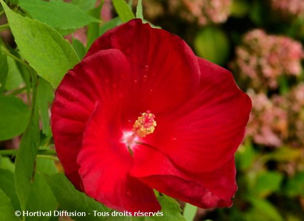 HIBISCUS moscheutos Rajin ®