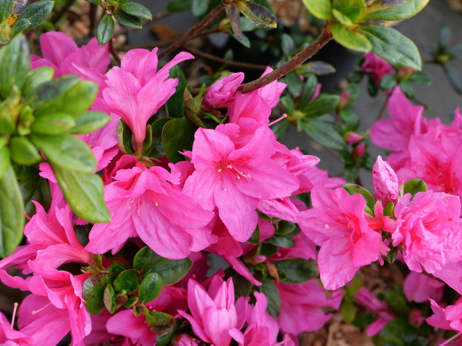 AZALEA japonaise Désirée