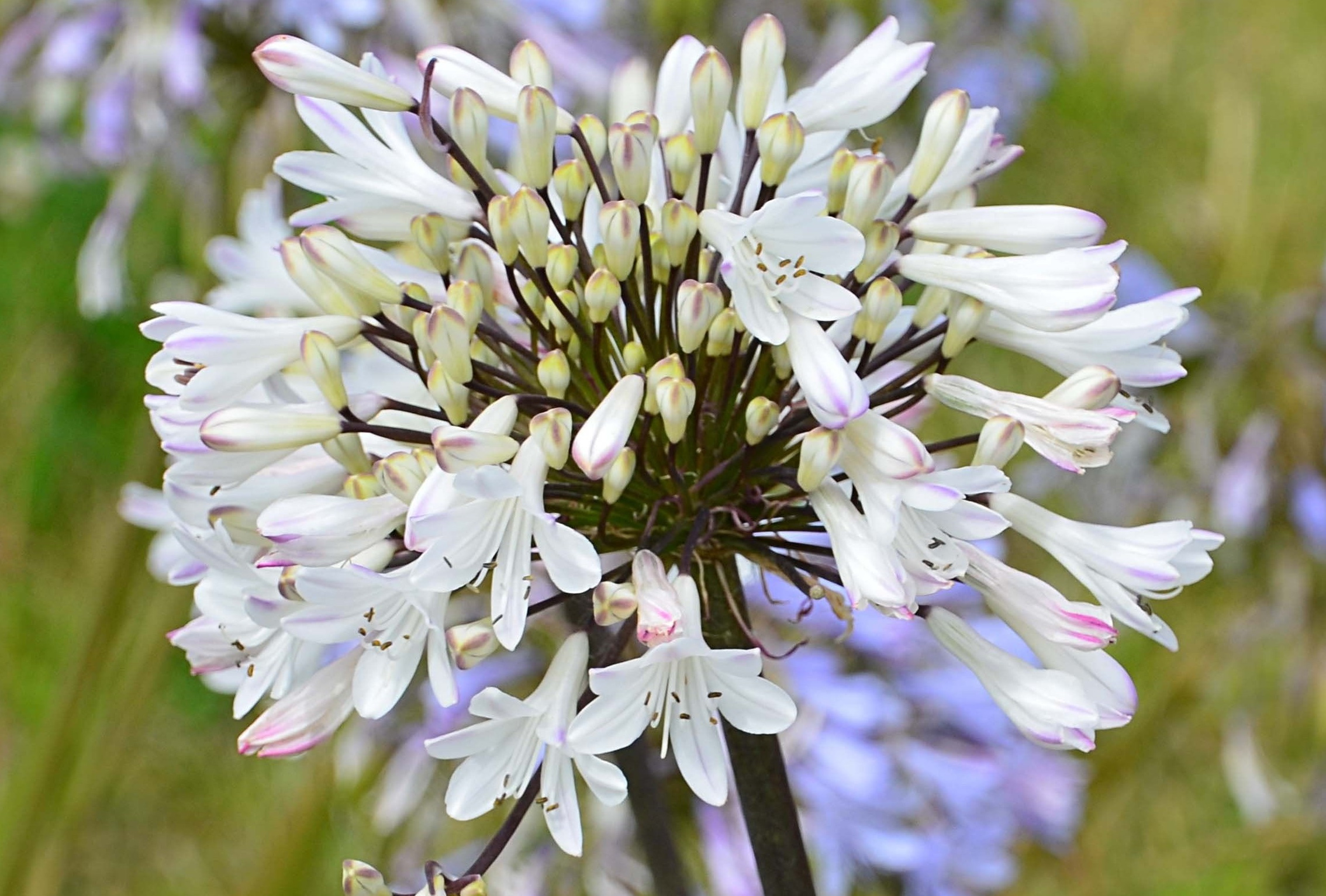 AGAPANTHUS Graphite White ®