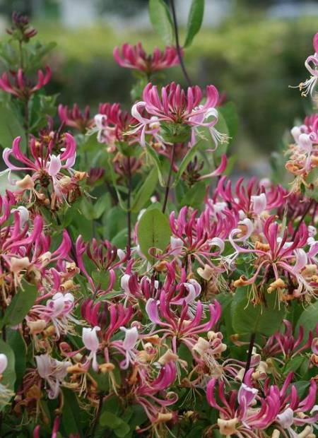 LONICERA periclymenum Caprilia Ever ®