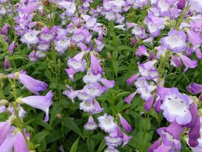 PENSTEMON x.Alice Hindley