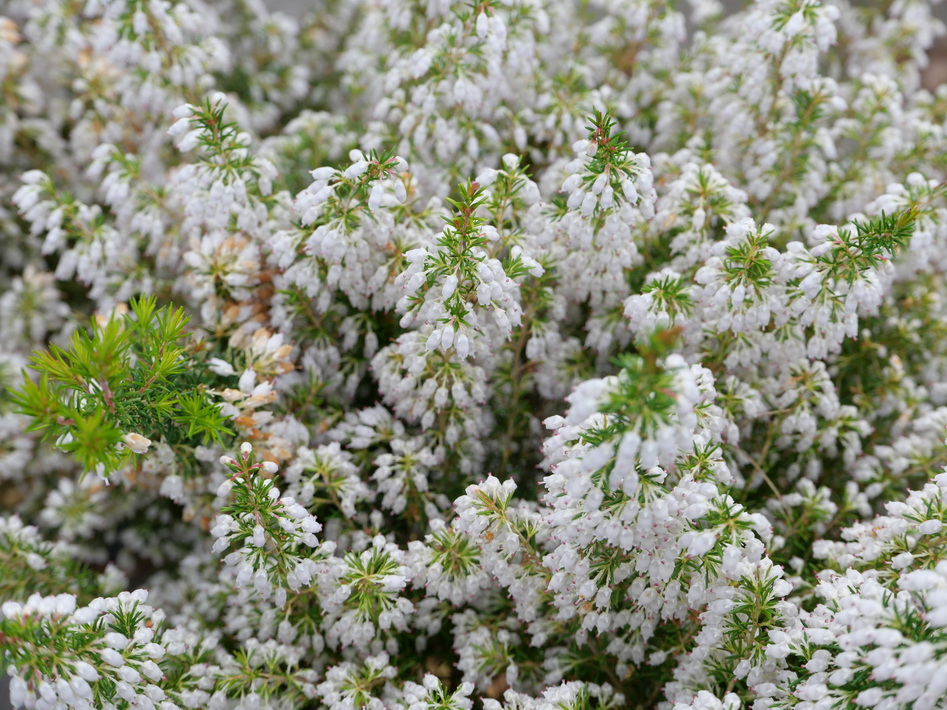 ERICA x.veitchii Gold Tips