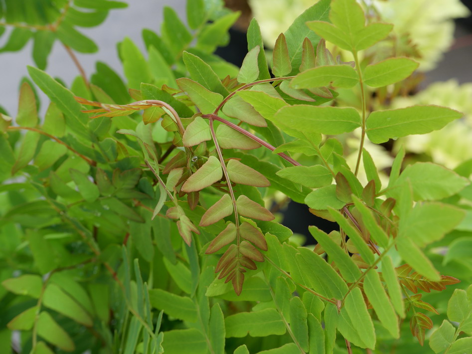 OSMUNDA regalis Purpurascens