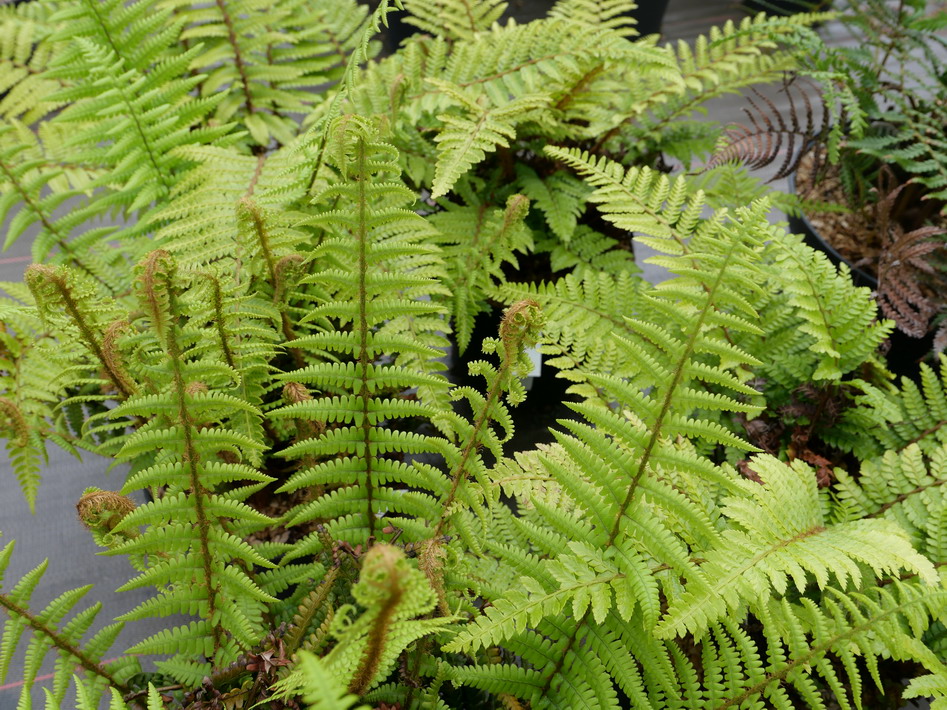 DRYOPTERIS atrata