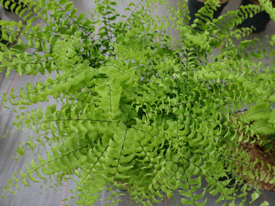 ADIANTUM pedatum Imbricatum