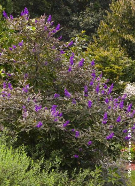 VITEX agnus-castus Flip Side ®