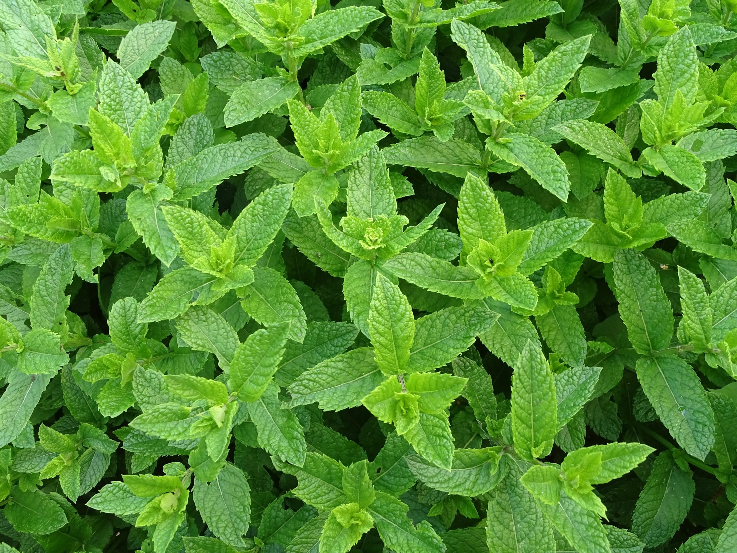 MENTHA marocaine