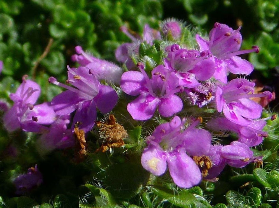 THYMUS x.Elfin