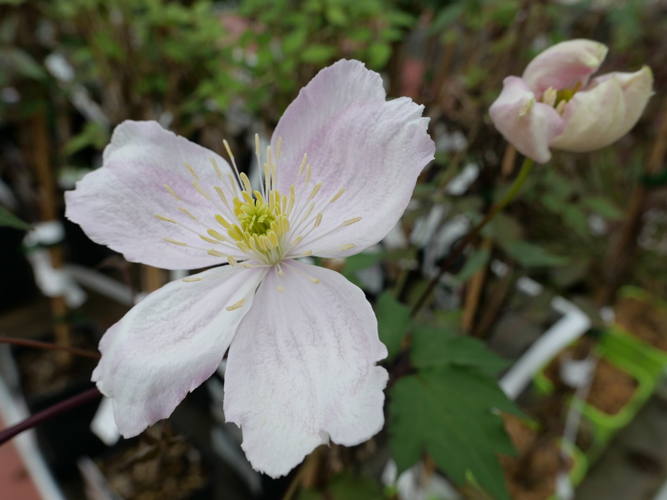 CLEMATIS montana Giant Star ®