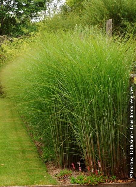 MISCANTHUS sinensis Gracillimus