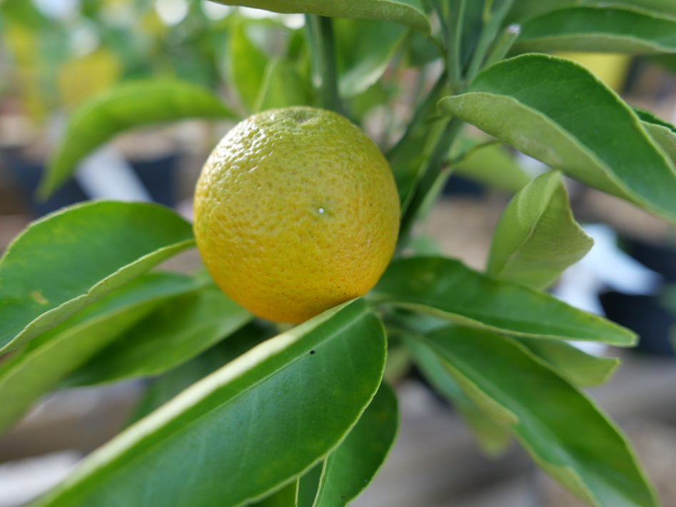 CITRUS sinensis Washington Navel