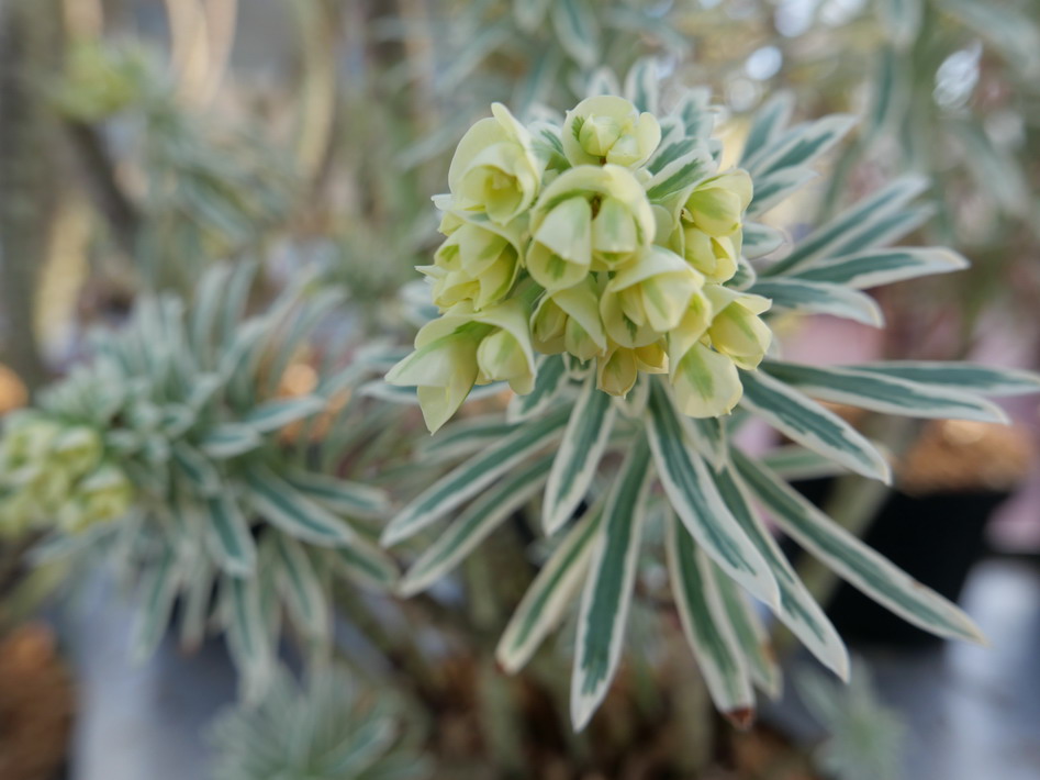 EUPHORBIA characias Tasmanian Tiger ®