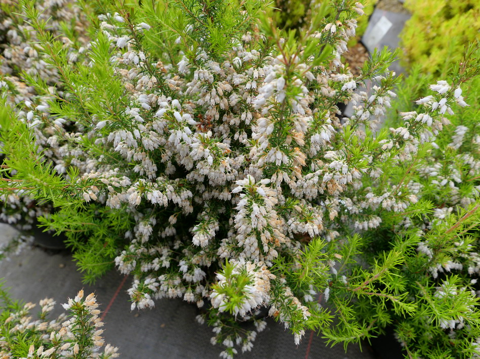 ERICA x.veitchii Exeter