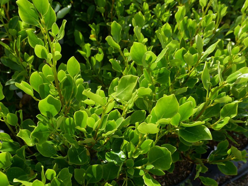 GRISELINIA littoralis Redge ®