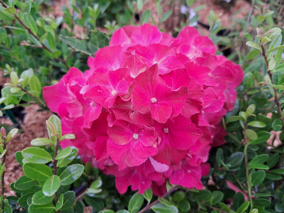 HYDRANGEA macrophylla Royal Red ®